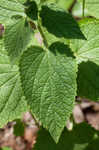 Heartleaf skullcap